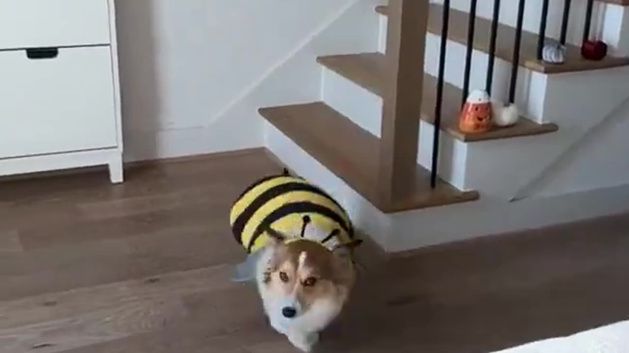 I could watch this all day!🐶🐝💛