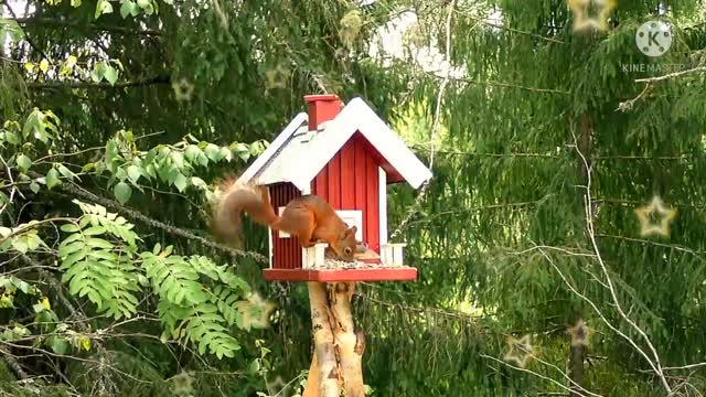 The squirrel eats near the small house.