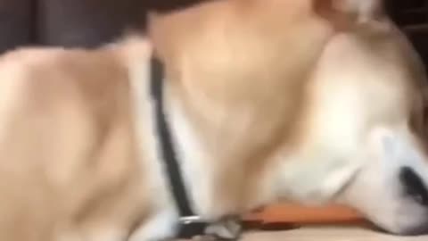 New Funny Cats and Dogs Videos :D Part 6 #funnycatsvideos #funnycatsanddogs #funnydogvideos
