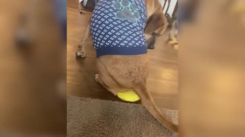 7 MINUTES OF LAUGHTER | THE BEST JOKES OF 2021 | ABOUT ANIMALS | FUNNY VIDEOS FROM INSTAGRAM