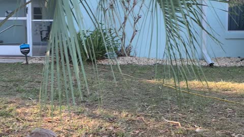 Yardhack!