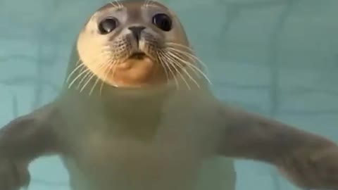 Seal