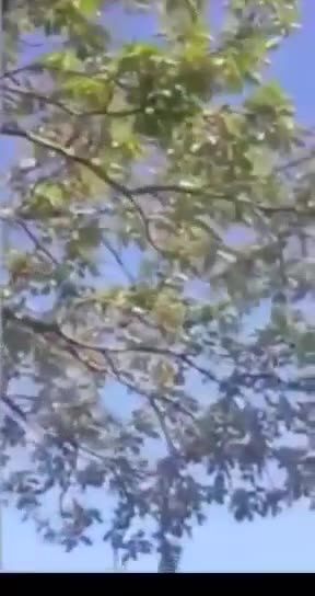 5G killing half the tree, other half is fine.