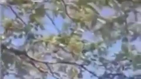 5G killing half the tree, other half is fine.