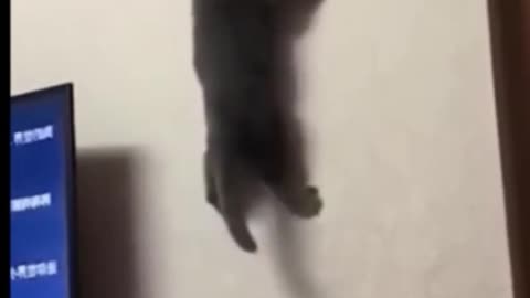 Funny animals #3 funny dog, cat #anifunny