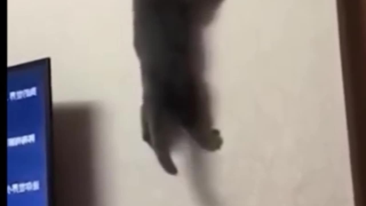 Funny animals #3 funny dog, cat #anifunny