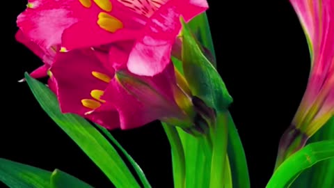 Wonderful flowers