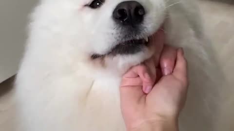ℹ️ Funny animals 2024😆 - Funniest Cats and Dogs Video🐕
