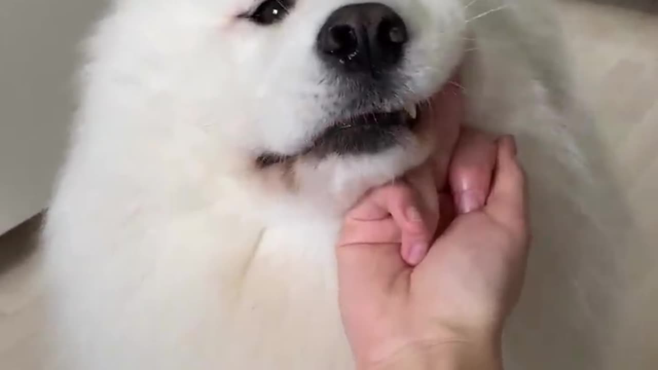 ℹ️ Funny animals 2024😆 - Funniest Cats and Dogs Video🐕