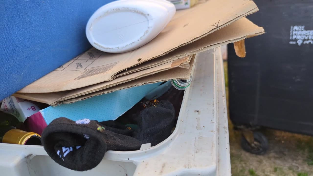 2023-09-12 (2) - Attaqué par un frelon asiatique en faisant les poubelles - Kick Triskel (clip)