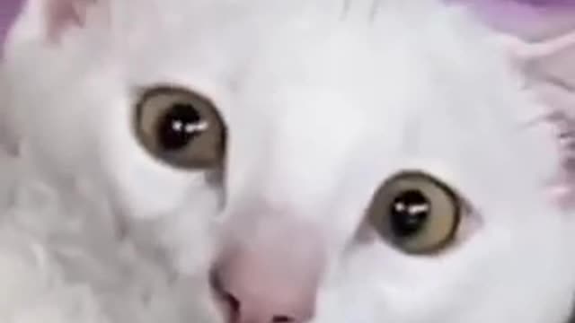 Cat Video