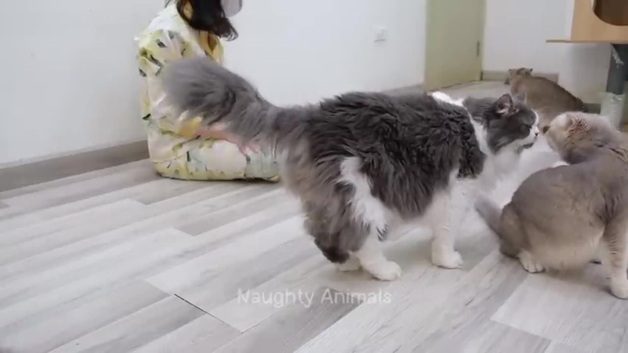 TRY NOT TO LAUGH TO THESE FUNY CATS AND DOGS!!!!