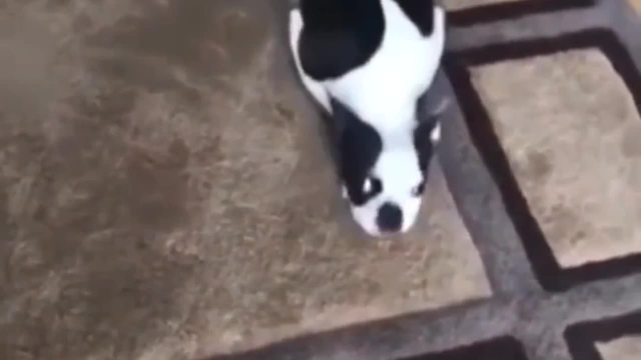 Dog moving funny