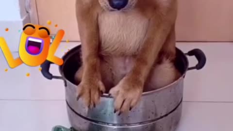 Cute and Funnt Pets
