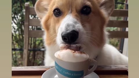 Coffee Lover Dog 🐕