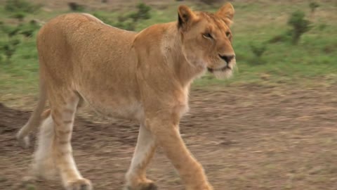 Lioness walking on the savanna