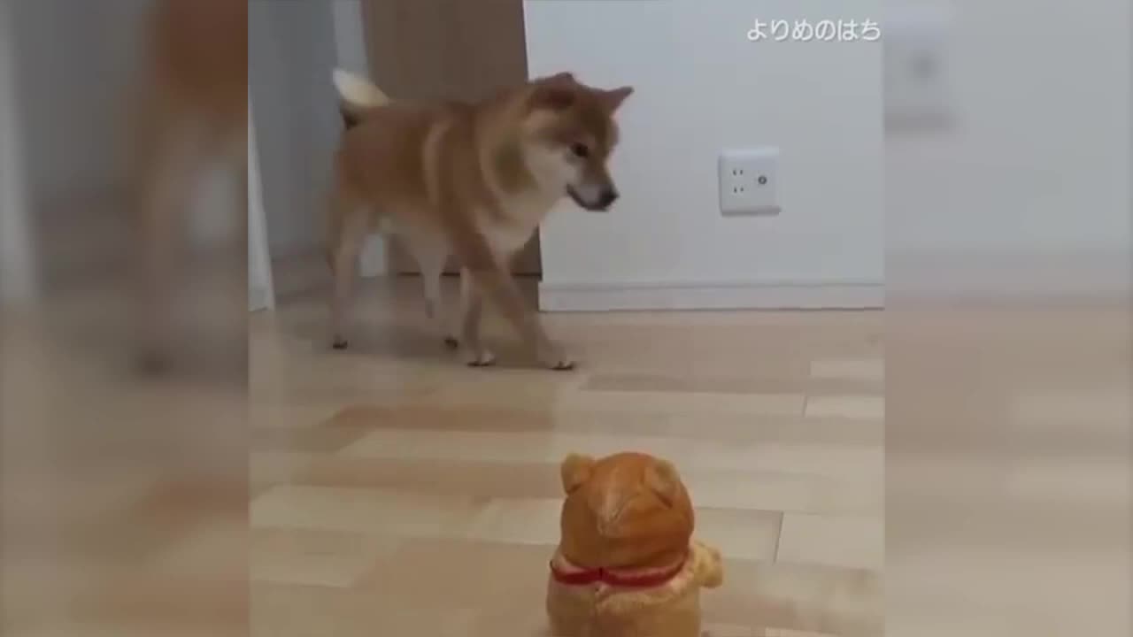 🤣Funny Animals Videos 2020🤣Best Of The 2020 Funny Animal Videos #2 😁2024