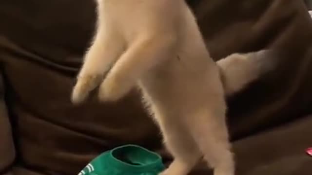 Cute Cats Doing Funny Things - Cutest Cats In The World