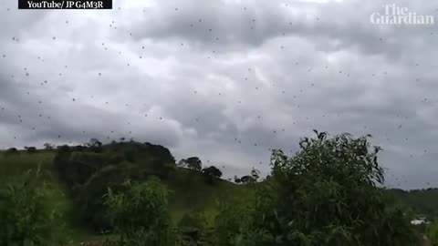 Cloudy with a chance of arachnophobia: raining spiders in Brazil