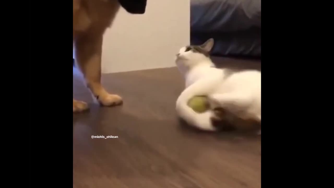 funny animals video