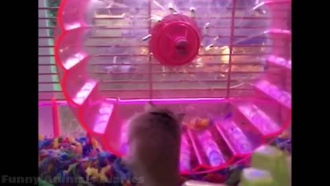Funny Animals Best of 2021