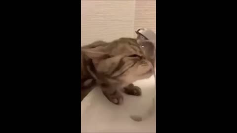 Giggle Whiskers: A Cat Comedy Bonanza