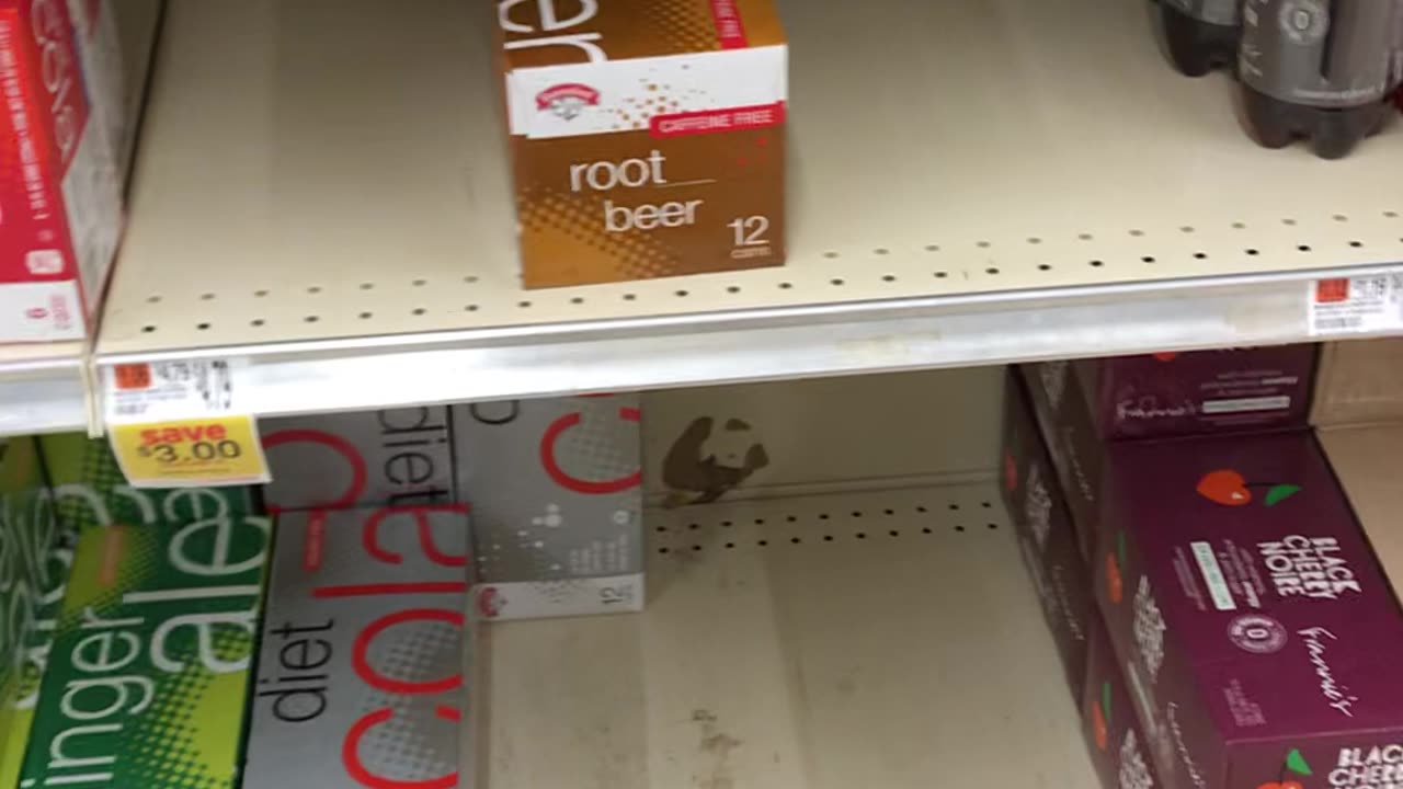 Chef Boy R Dizzy VLOG: @HannafordMKTS 💻📱🤳 #March #9 #2024 ⏰🗓 N(O_A)H.(O_o) @Noah.Robo 🤟