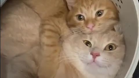 Cute cats video compilation 58