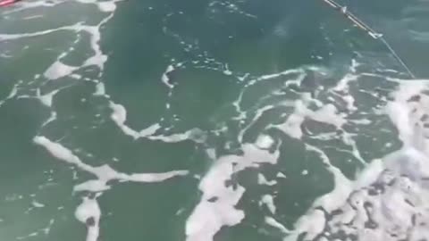 bumping their boat as it breaches the surface.