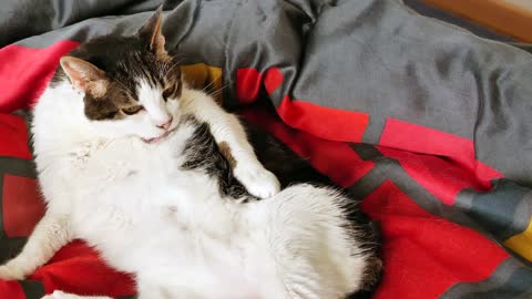 My cute cat never stops licking her back leg.