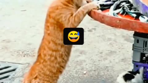 cat funny video