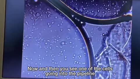 LIVING ORGANISM inside Pfizer vaccine