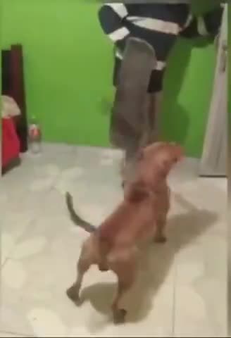 A Pitbull With Sword TRAINING ! 🐶🗡️⚔️