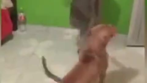 A Pitbull With Sword TRAINING ! 🐶🗡️⚔️