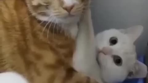 cat-funny-vedios