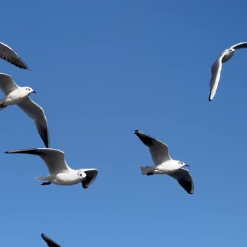 Birds having a time of day in the open air