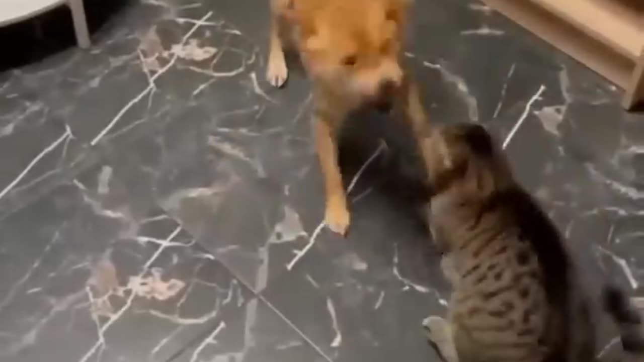 Hilarious Animal Antics You Can't Miss!"