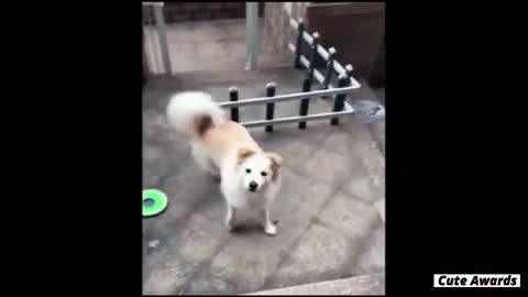 viral pet videos