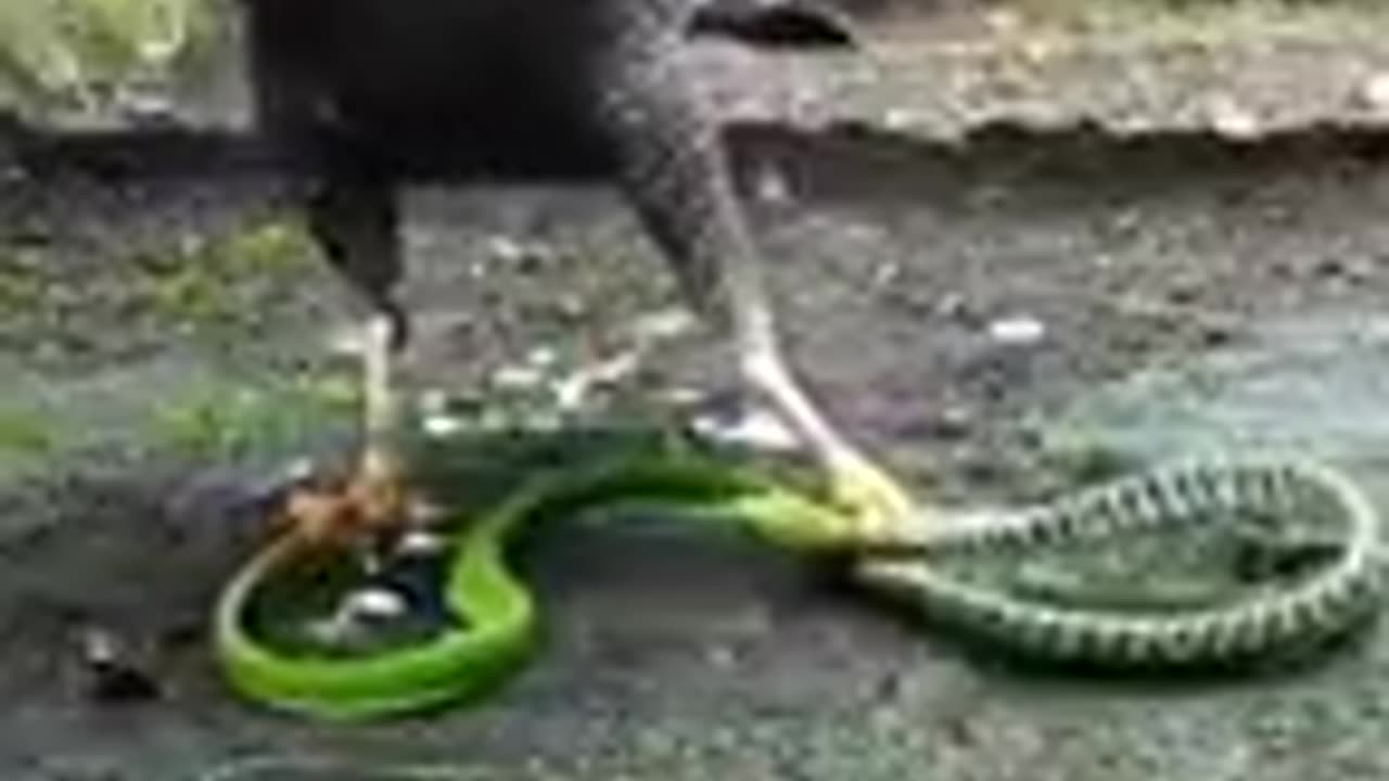 Eagle 🦅 hunt green 🐍 snake