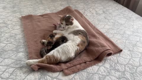 Cat and dog funny moved