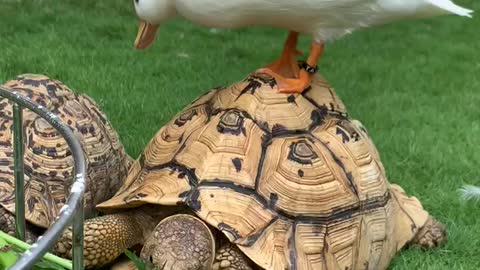 Duck Bothers Tortoise During Breakfast