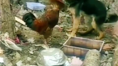 Funny Dog |Funny Pets