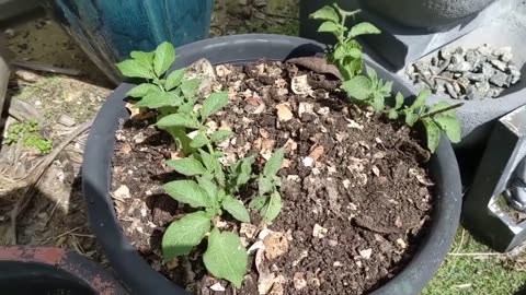 How NOT to Grow Potatoes From Eyes _( Aug - Dec 2022 - Feedback Welcome