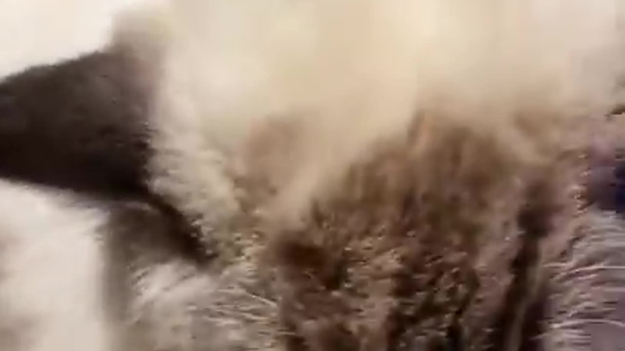 Funny Animals Compilationš¹ Try Not To Laugh Challenge MV32