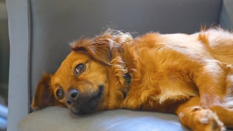 A dog very sad because his owners do not care for him