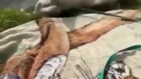 Funny Animals Clips😁Very Funny