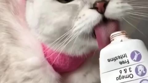 Cat❤️Care Love