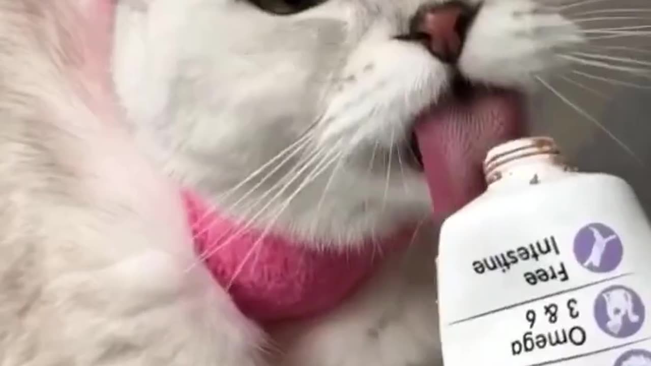 Cat❤️Care Love