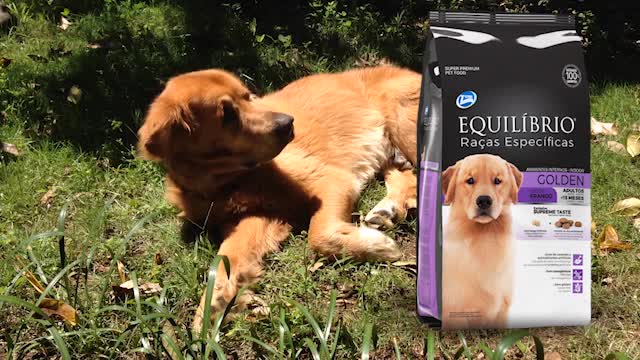 AS TRES MELHORES RAÇOES PARA GOLDEN RETRIEVER