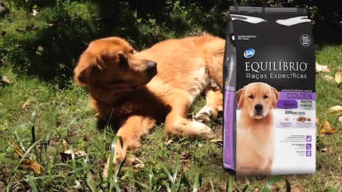 AS TRES MELHORES RAÇOES PARA GOLDEN RETRIEVER